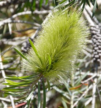 Callistemon pachyphyllus green in 50mm Forestry Tube